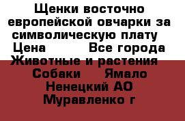 Щенки восточно европейской овчарки за символическую плату › Цена ­ 250 - Все города Животные и растения » Собаки   . Ямало-Ненецкий АО,Муравленко г.